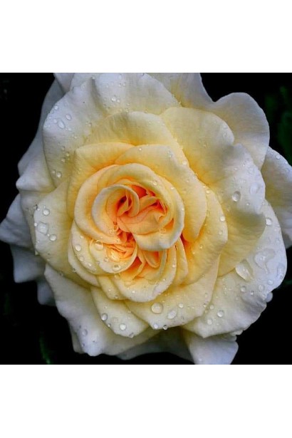 Роза бело-желтая Комтесса